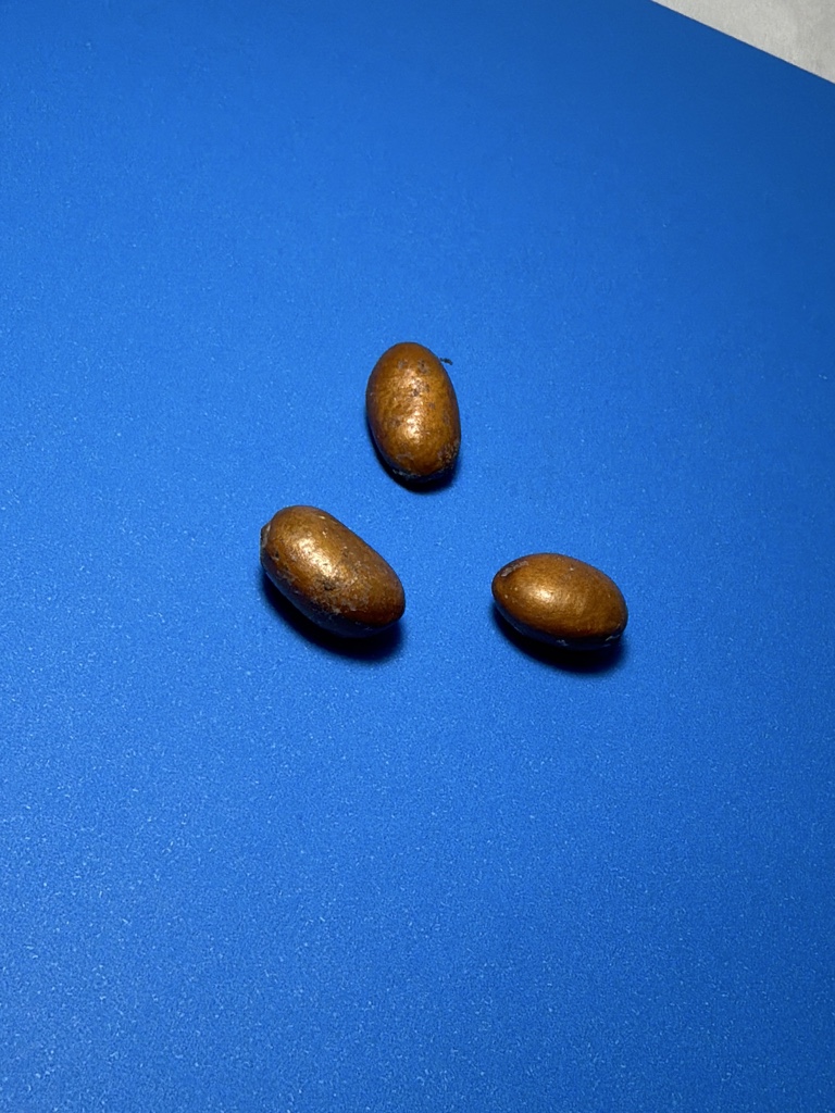 Fava Feijão de Oxum