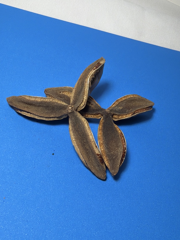 Fava Estrela