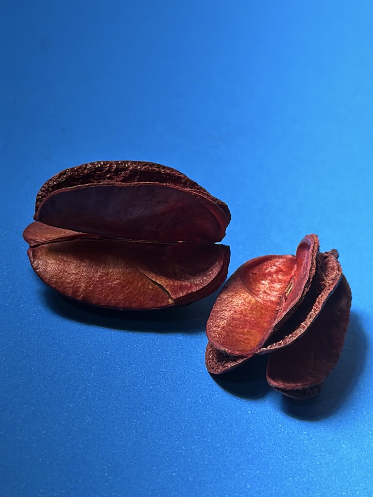 Fava da Atração