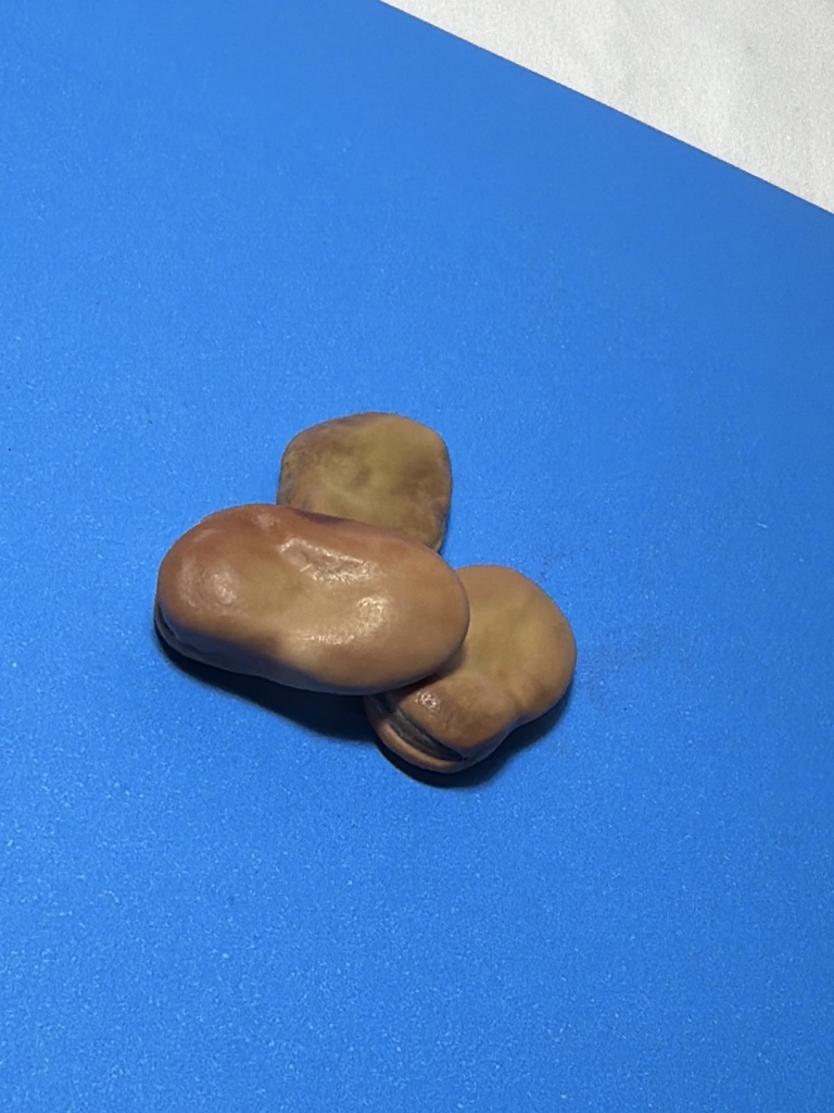 Fava Iansã - Uni