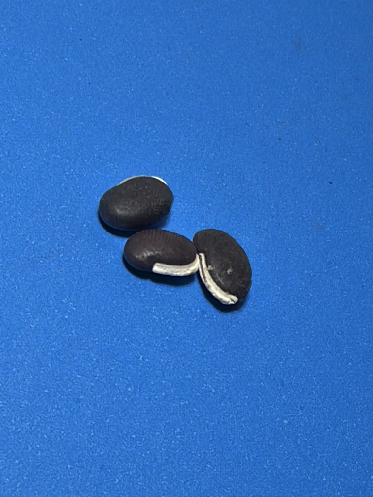 Fava da Amarração