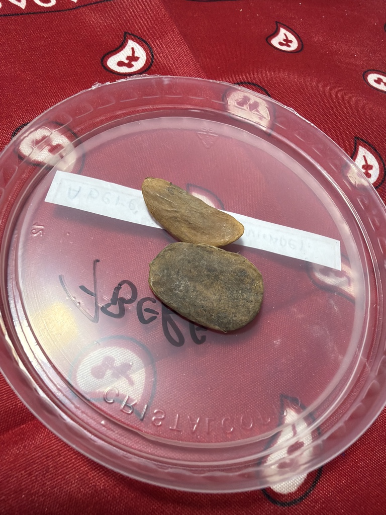 Fava Aberê -Uni