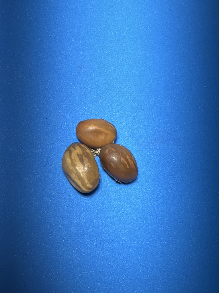 Fava de Xangô