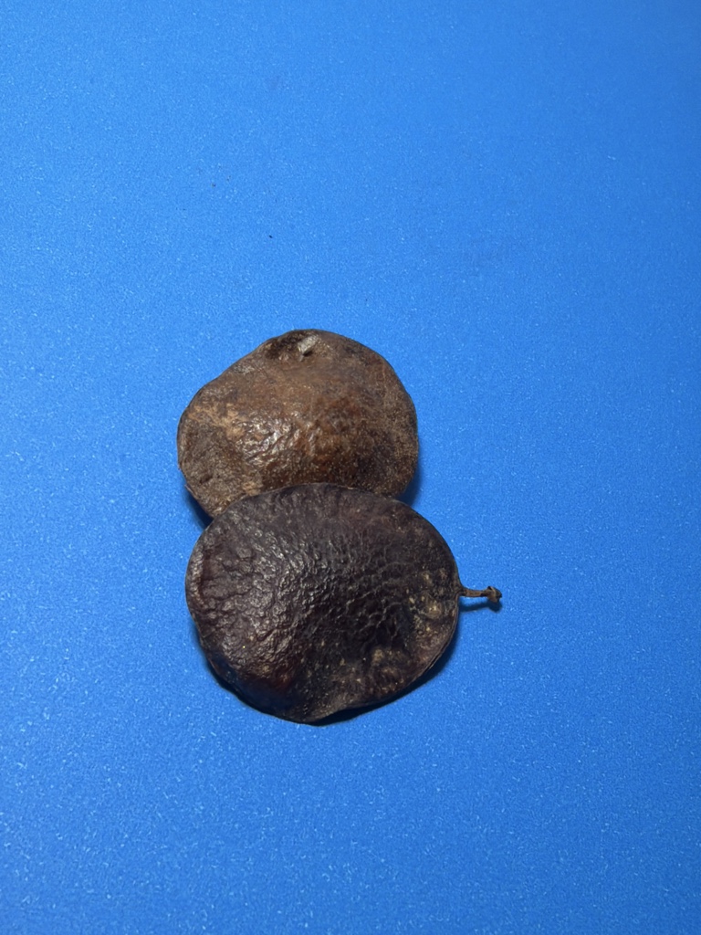 Fava Chama Dinheiro