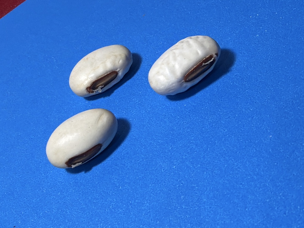 Fava De Oxalá - Uni