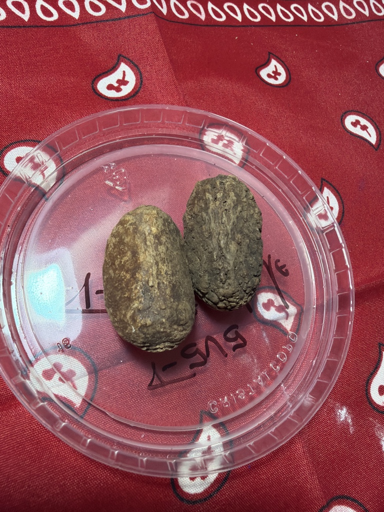 Fava da Fertilidade Ou Casca da Jurema ( Uni)