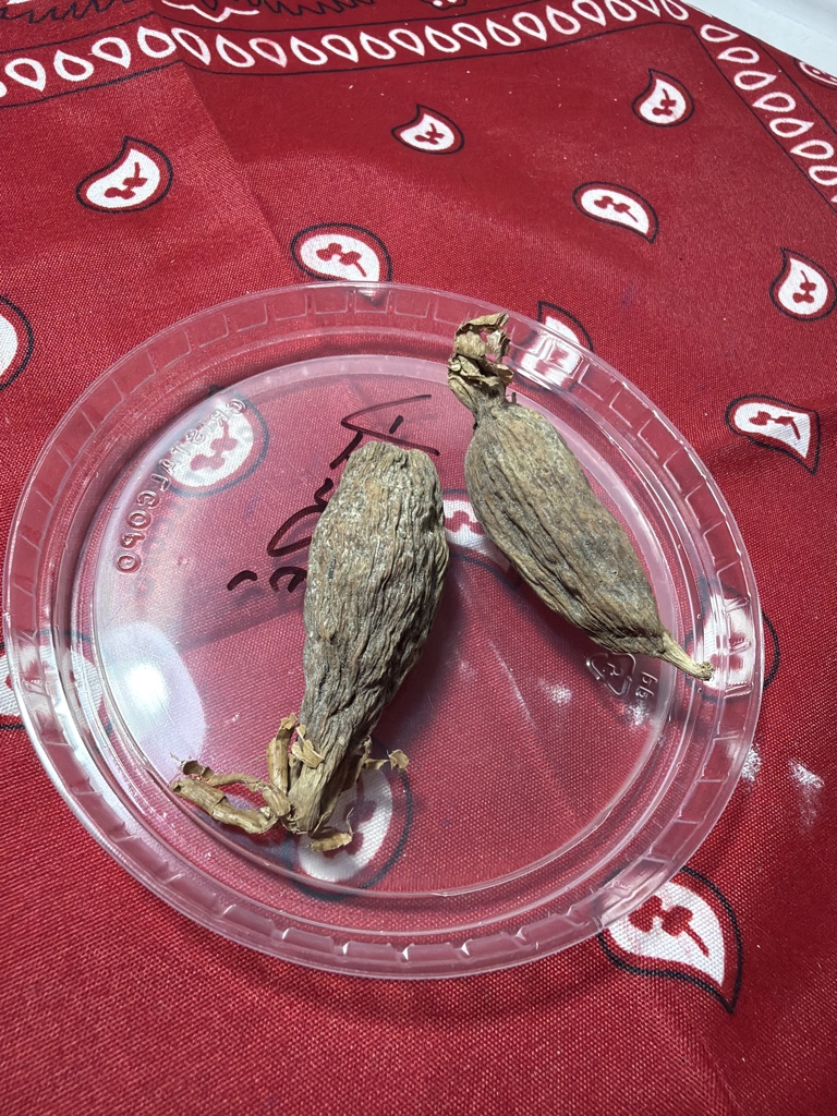 Fava Ataré