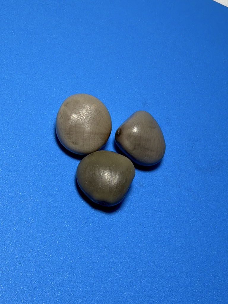 Fava Oxóssi