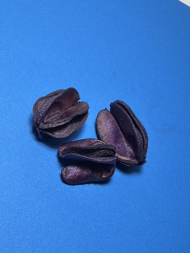 Fava do Feitiço