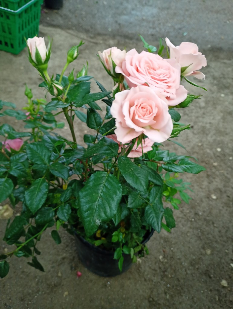 Rosa mini en maceta