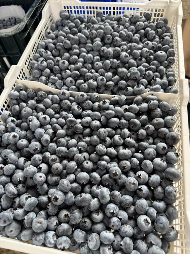 Arándano azul 🫐
