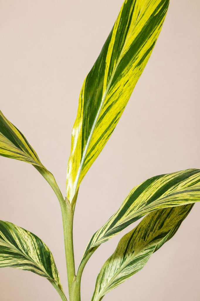 Alpinia
