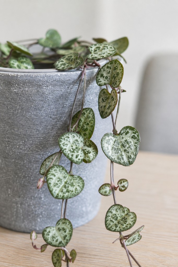 Ceropegia Woodii
