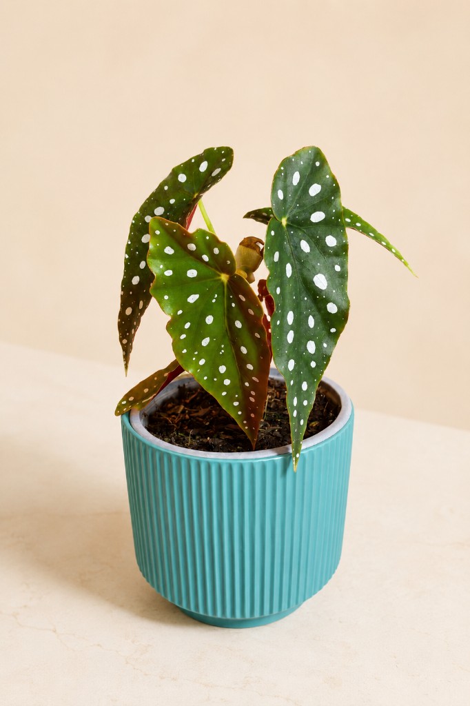 Begonia Maculata