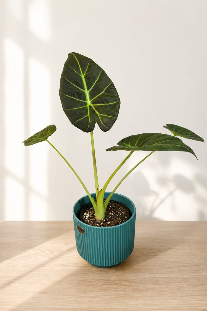 Alocasia Regal Shield
