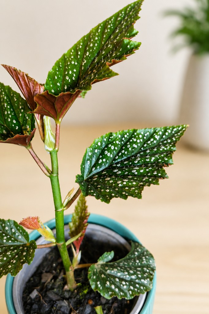 Begonia Alita de Ángel