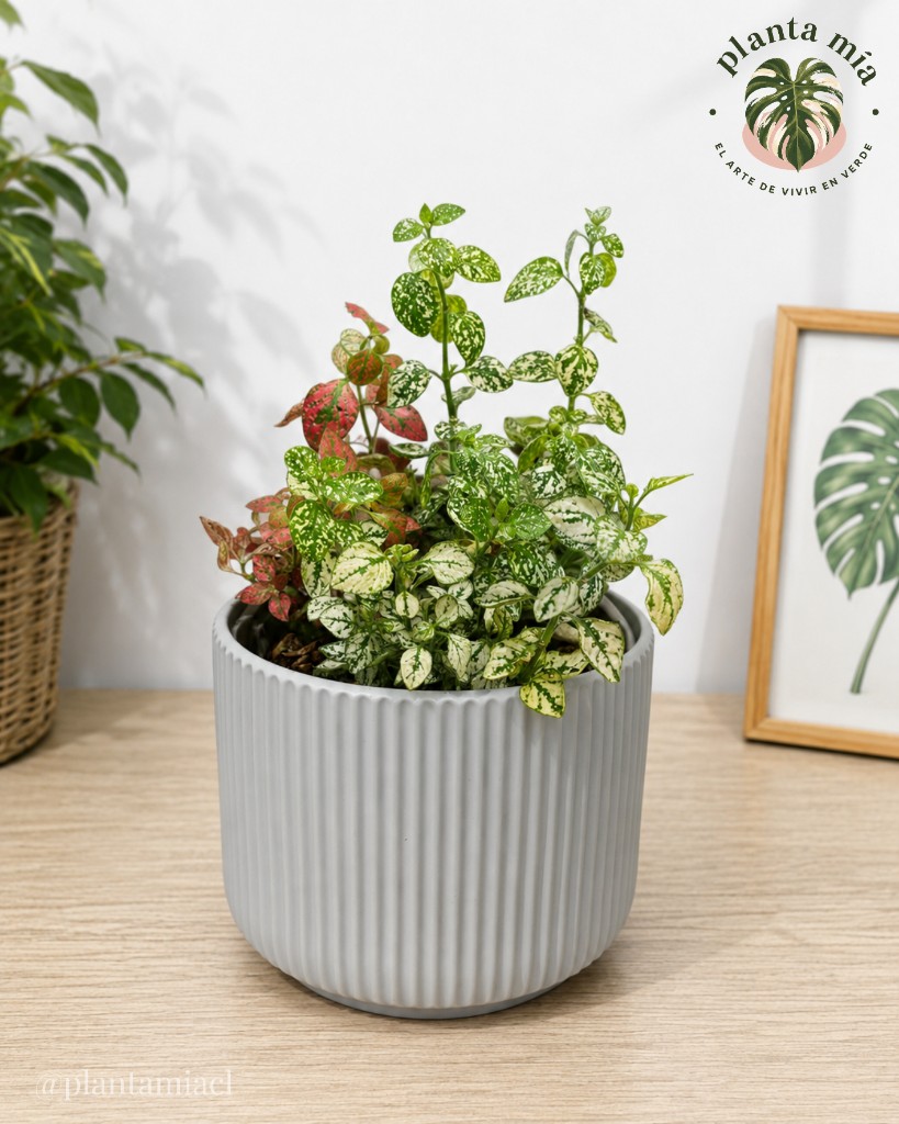 Arreglo Hypoestes