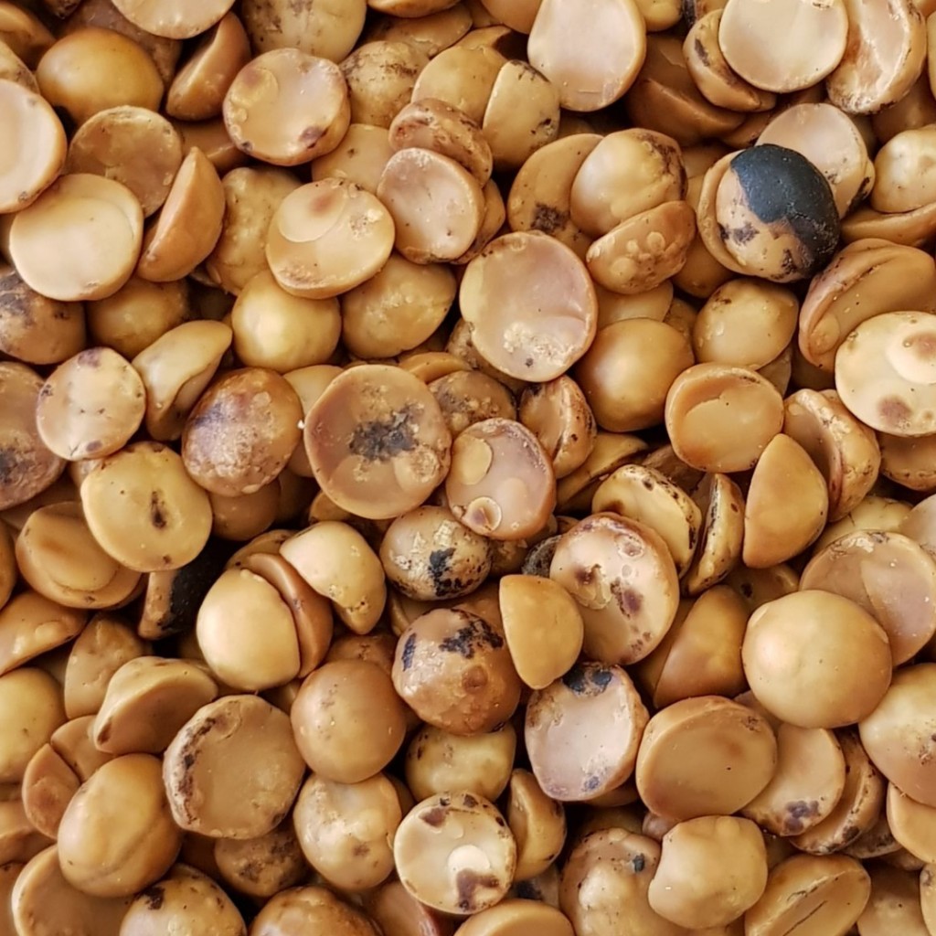 Avellana Chilena tostada