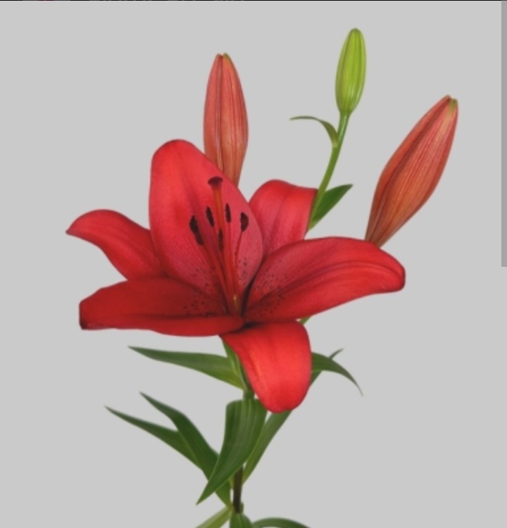 LILIUM CH X 10