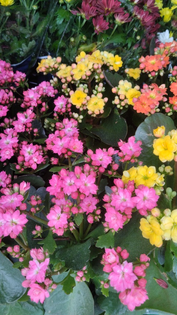 KALANCHOE IMP