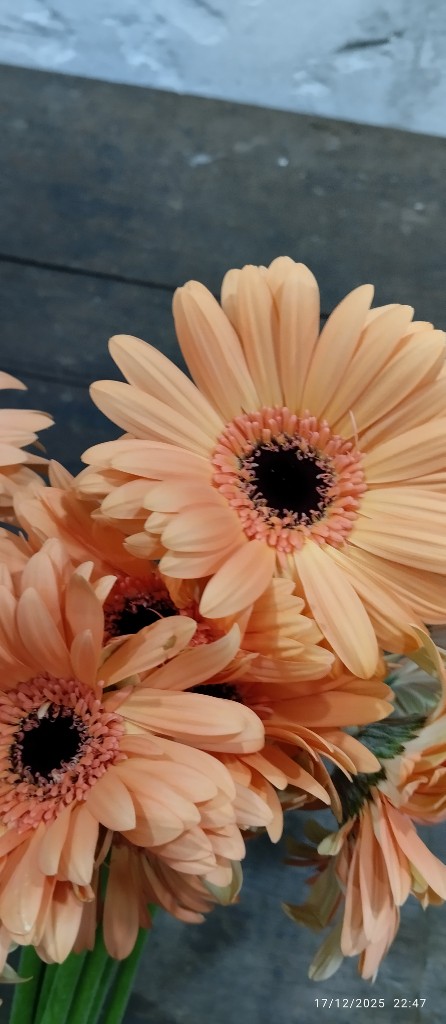 GERBERAS