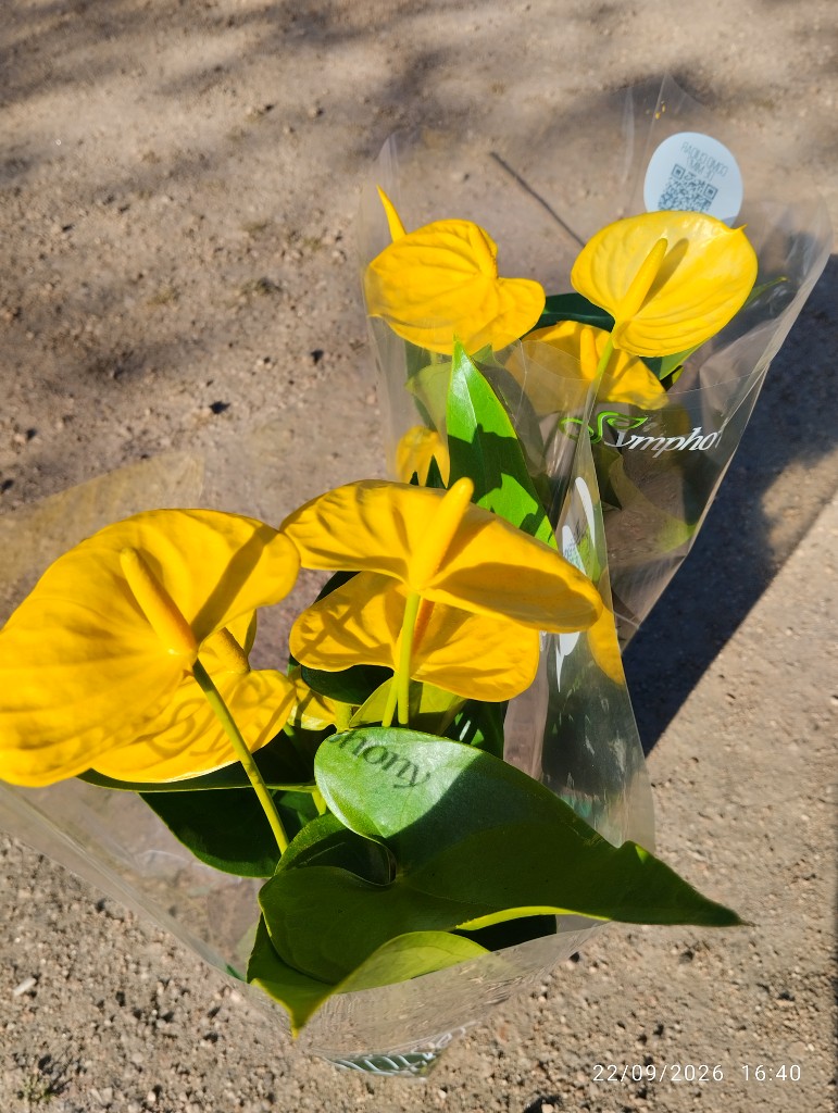 ANTHURIO AMARILLO P 12