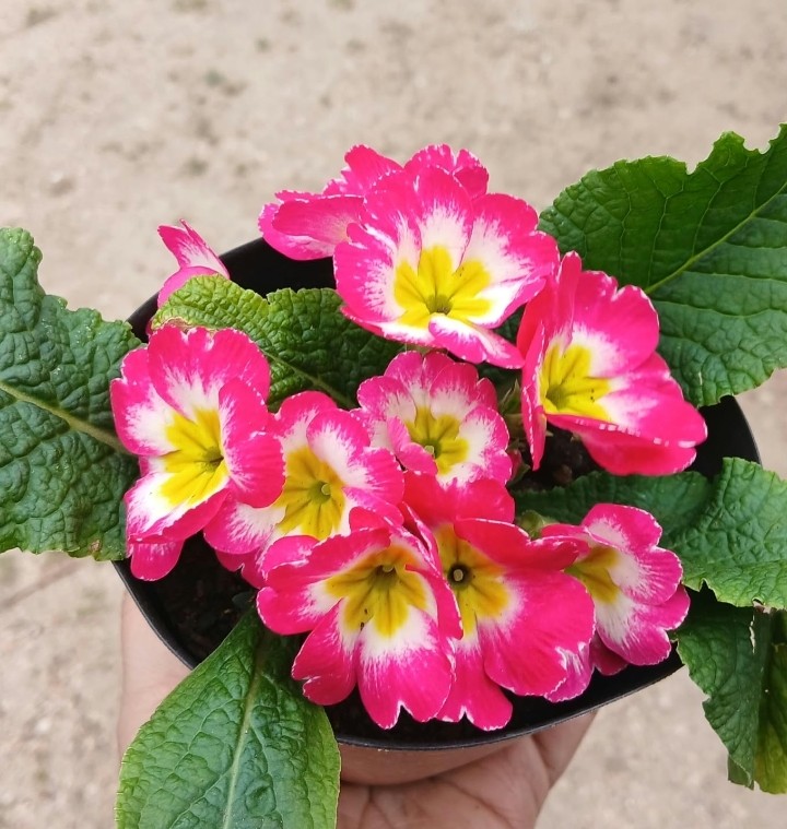 PRIMULA M 12