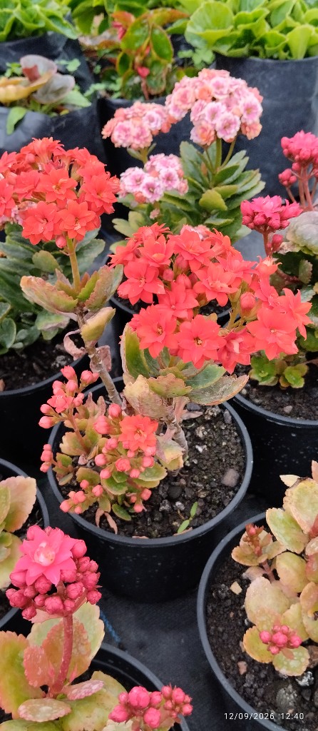 KALANCHOE NACIONAL