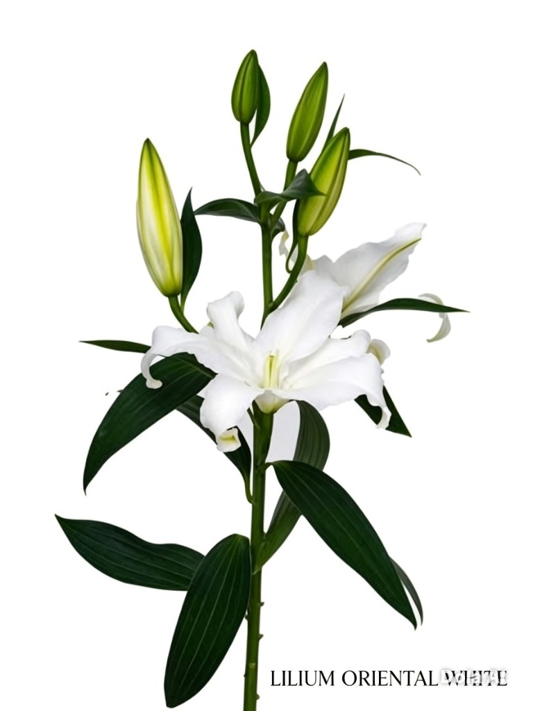 LILIUM ORIENTAL X 10