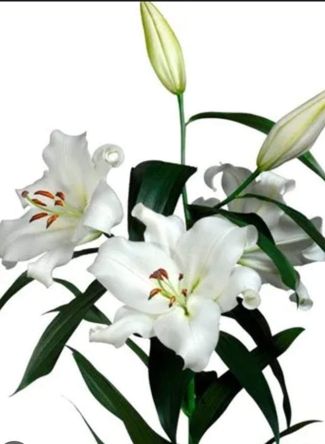 LILIUM DOBLE BLANCO X 10
