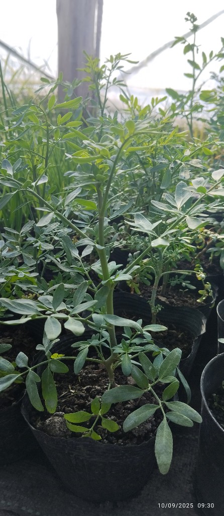 AROMÁTICAS M 9