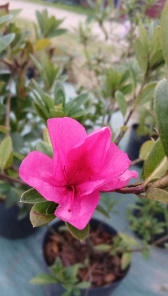 AZALEA DE PARQUE