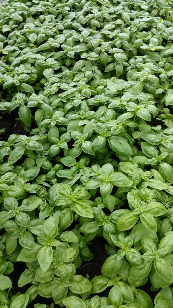 AROMATICAS M 12