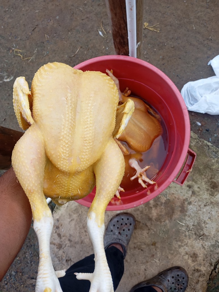 Pollo entero amarillo