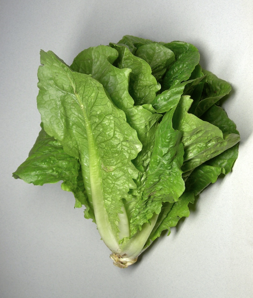 Lechuga orejona