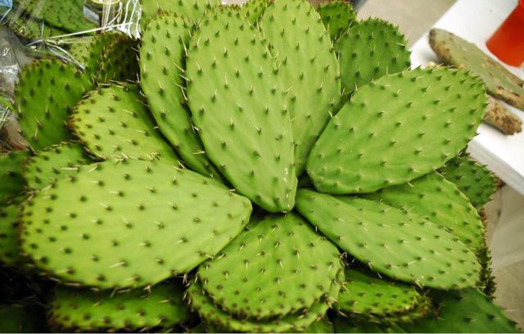 Nopales
