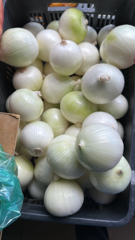 Cebolla