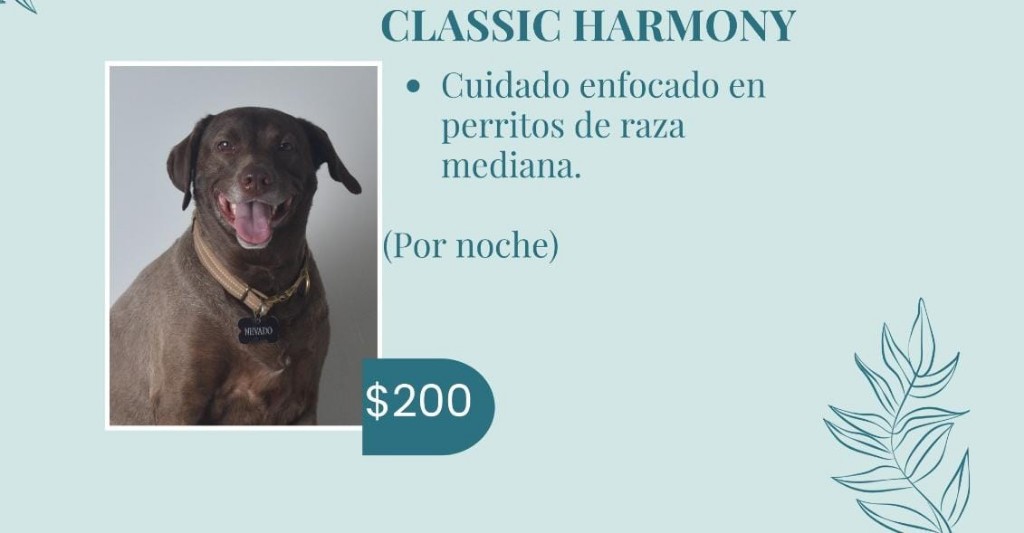 Classic Harmony