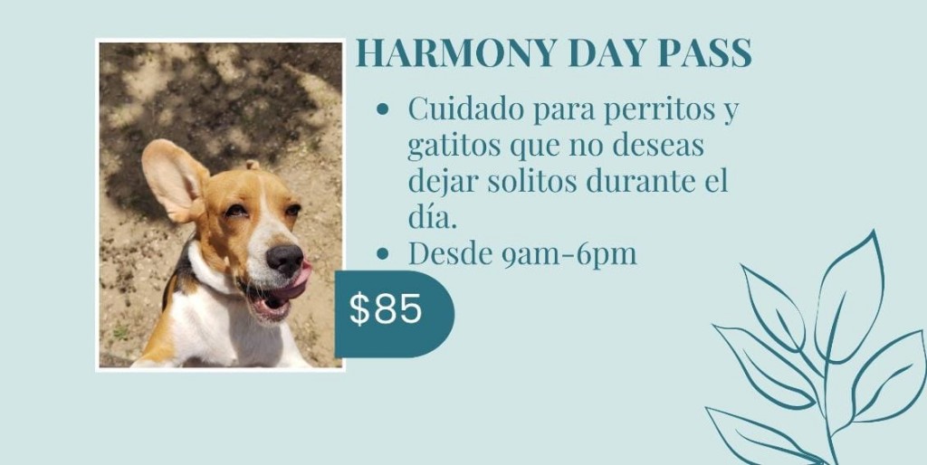 Harmony Day Pass