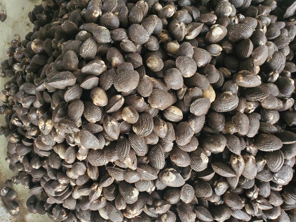 Conchas (por 100)