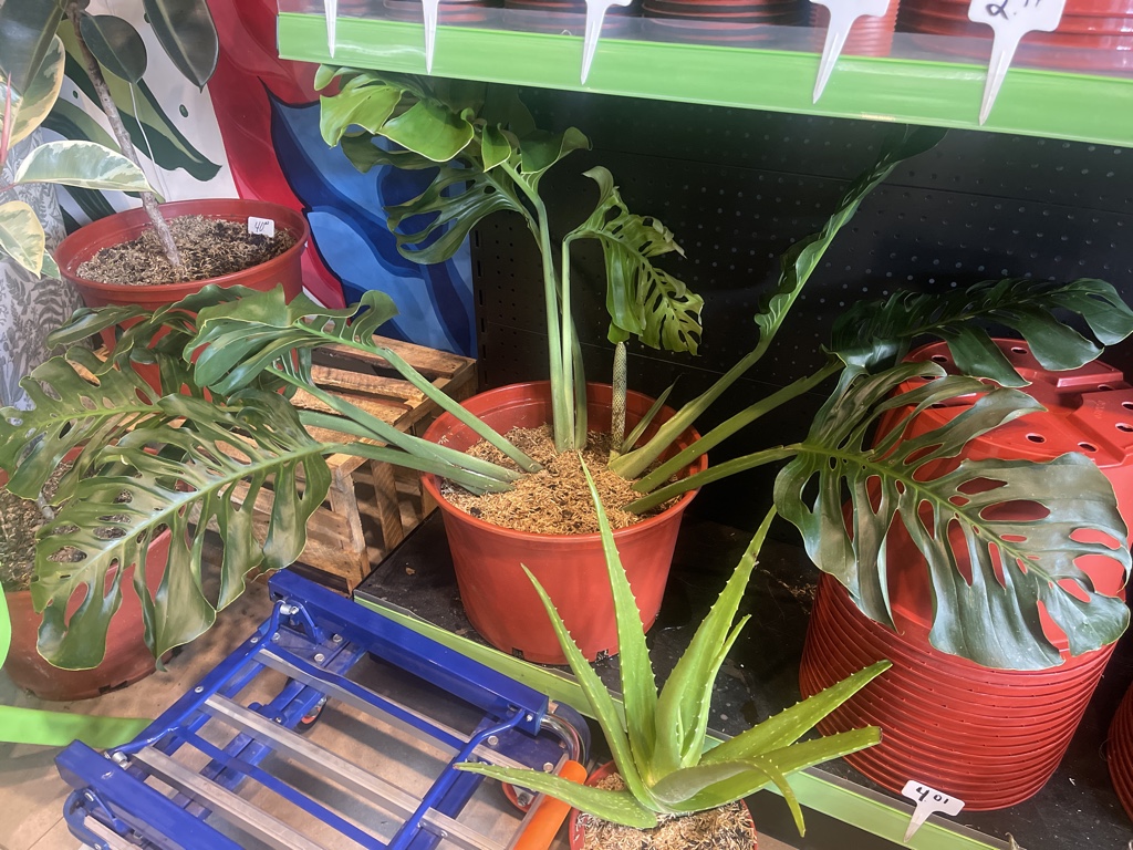 Monstera Esqueleto