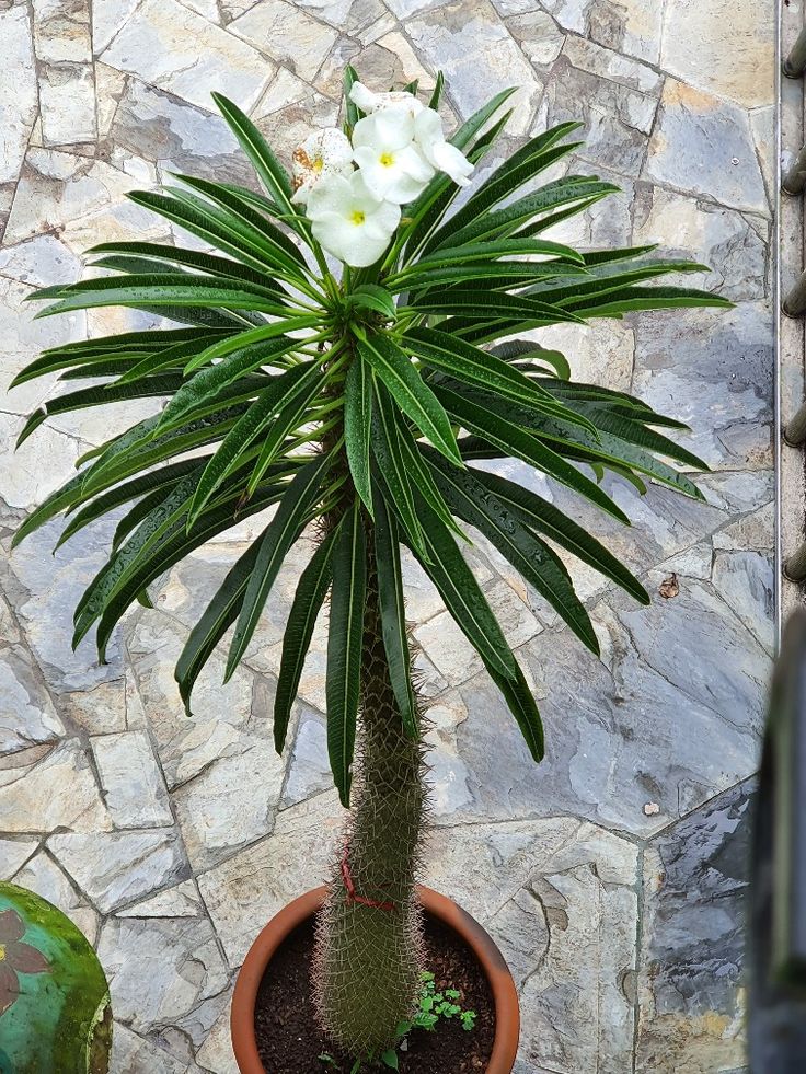 Palma de Madagascar