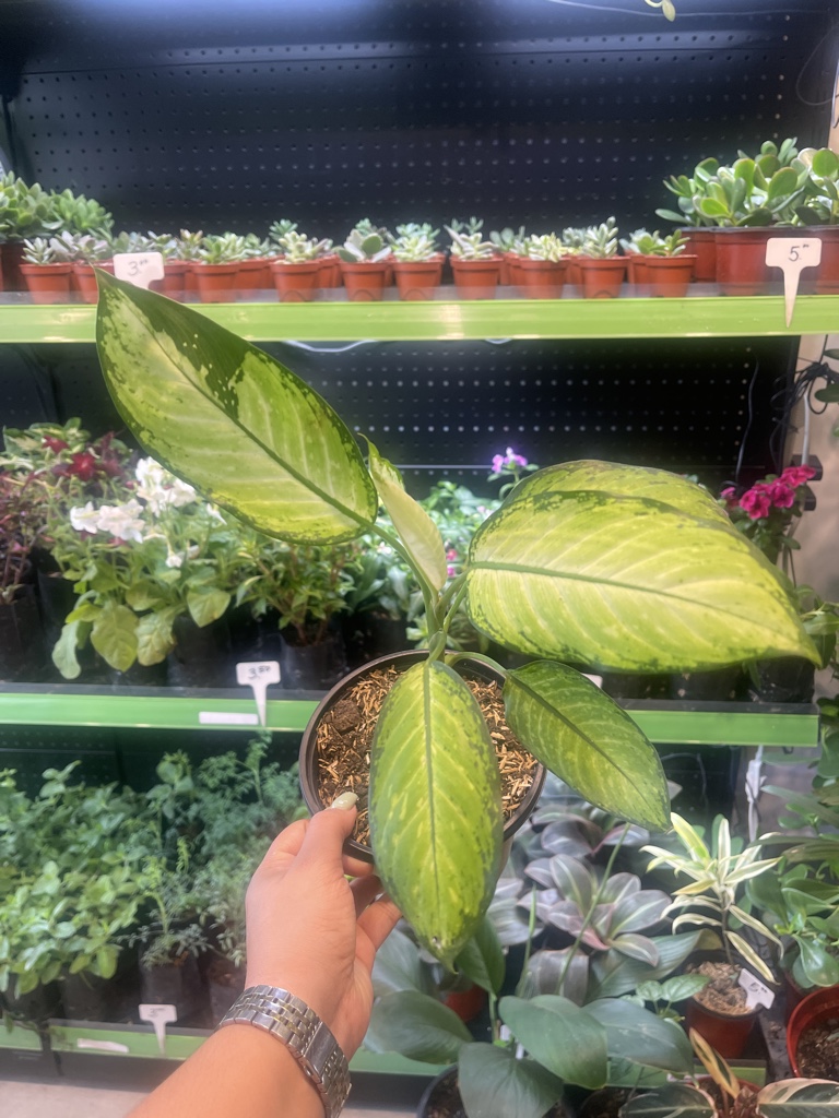 Dieffenbachia verde variegada
