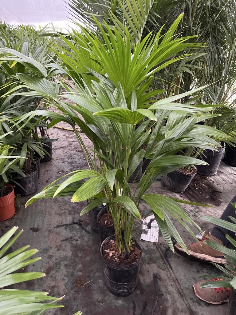 palmera latania 7l