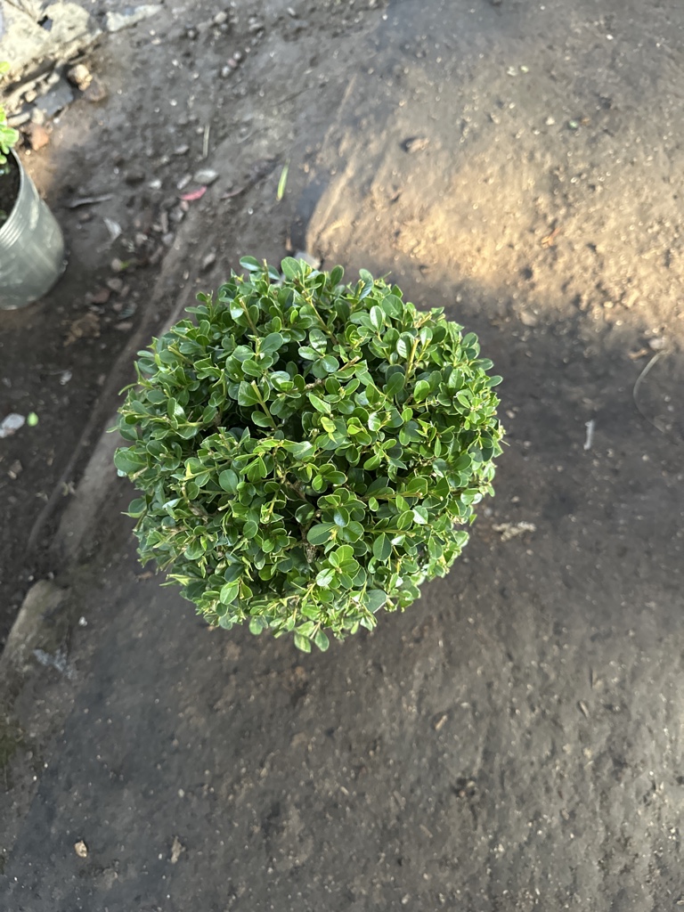 buxus bocha 25cm aprox.2l