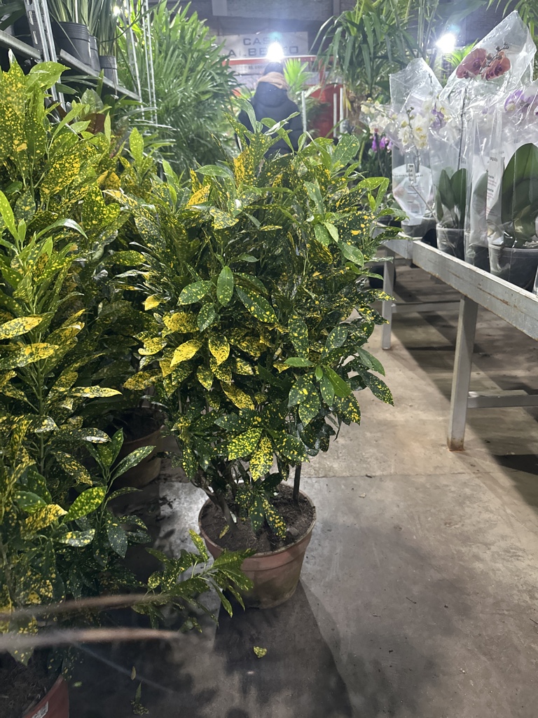 croton m24 Petra , mandarina , fideo