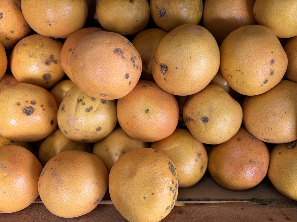 Pomelo rosa