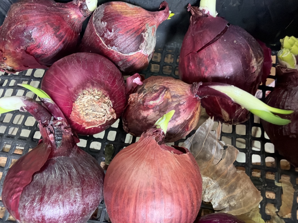 Cebolla morada