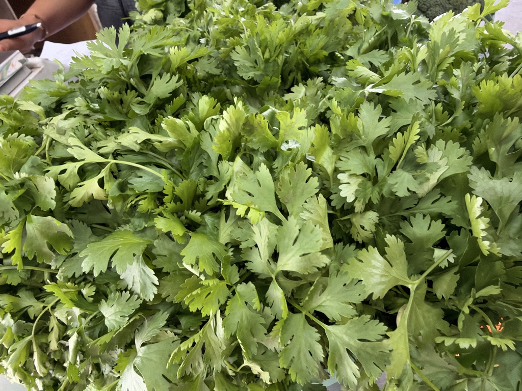 Cilantro