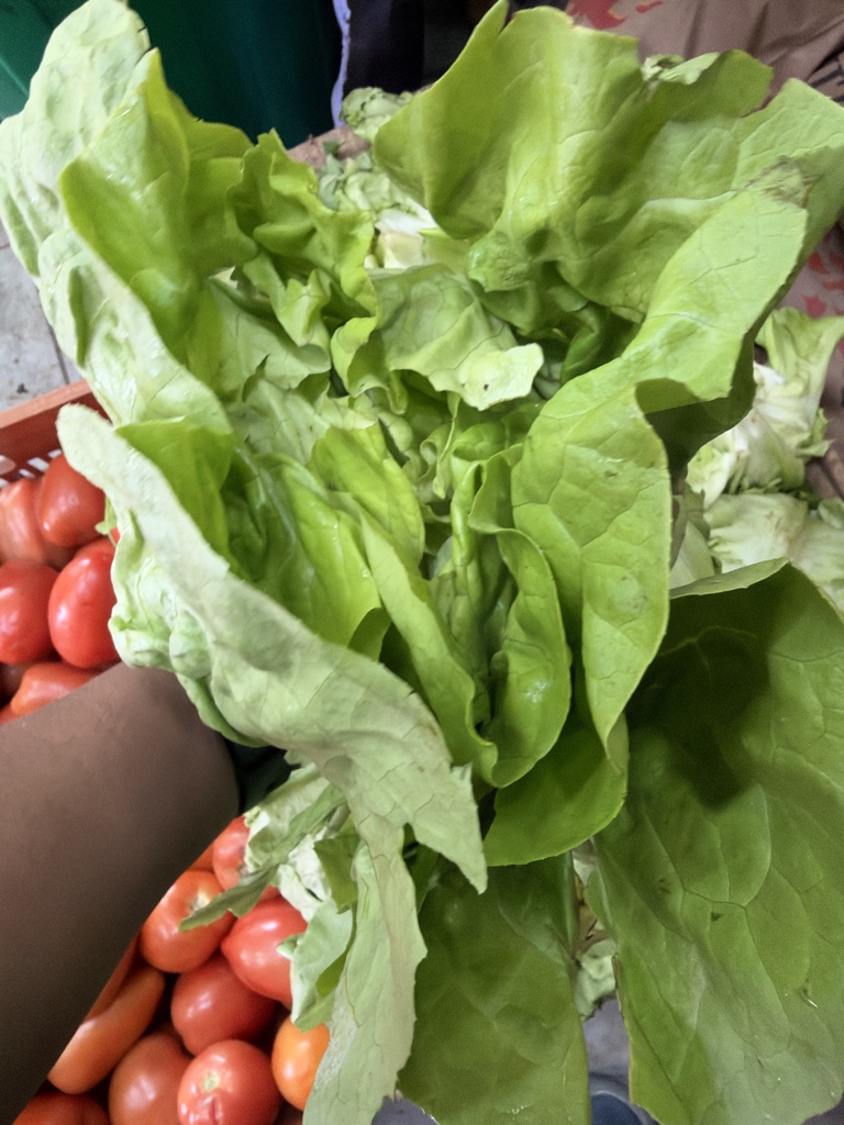 Lechuga manteca